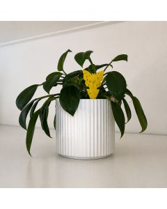 Provak insektfelle til planter – 10 stk.